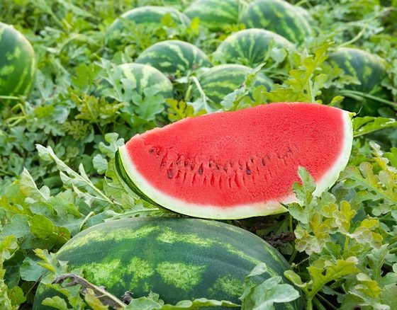 Watermelon