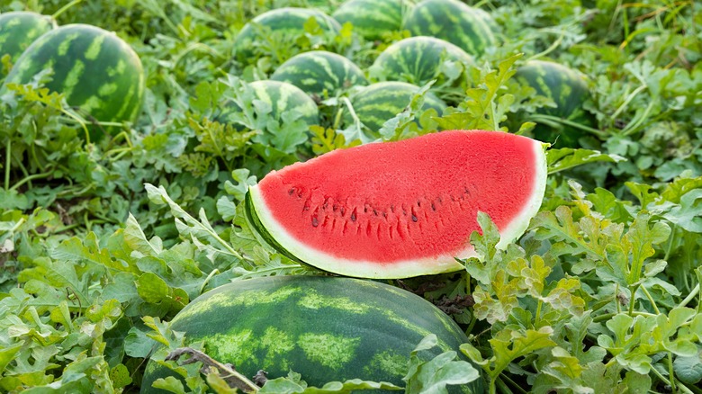 Watermelon